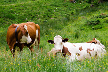 Two Cows In Grass