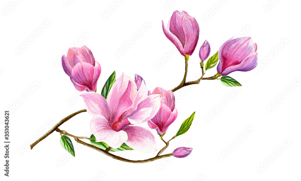 Watercolor floral illustration with blooming pink magnolia flowers and ...