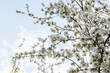 © Vlad - цветущая яблыня в городе,blooming apple tree in the city,