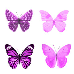 Canvas Print - purple  butterflies isolated on a white