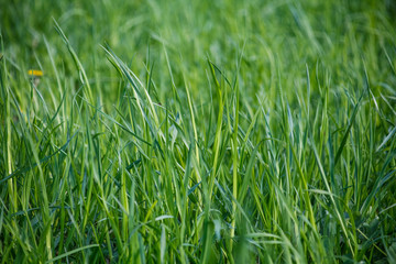 Wall Mural - зелёная трава,green grass,