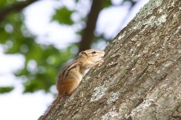 squirrel on a tree