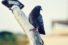 Bird Perching On Lamp Post
