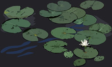 Water Lily With Lily Pads