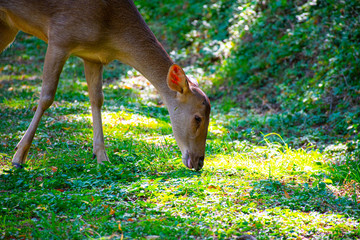 Baby deer in Port Moresby Papua New Guinea