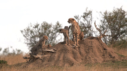 Wall Mural - cheetah cubs climb onto a termite mound with mum at masai mara