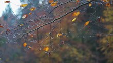 Closeup Of Yellow Leaves On Withered Branches With Autumnal Forest Background