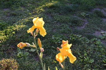 Wall Mural - Yellow Iris Flowers