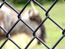 Close-up Of Chainlink Fence Animal In Background