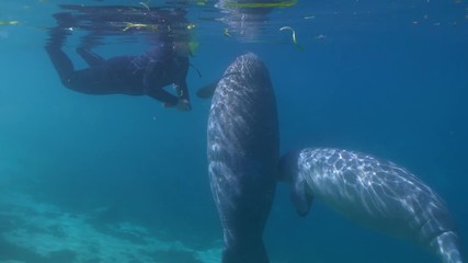 Wall Mural - An unidentified manatee tour guide is approached by a pair of playful baby West Indian Manatees (trichechus manatus), who press their faces close to hers, as their mothers feed nearby.