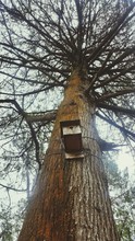 Low Angle View Of Birdhouse On Bare Tree Trunk