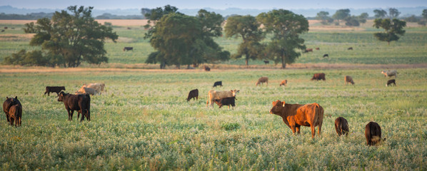 Poster - Cow calf pairs grazing and nursing on the ranch at sunrise