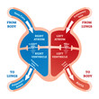 Heart blood flow vector illustration. Labeled cardiology system explanation