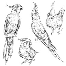 Set Of Cute Funny Cockatiel Parrots. Vector Illustration