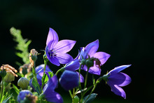 Close-up Of Purple Balloon Flowers In The Garden