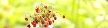 Berries Wild Wild Strawberry  The Background Of Nature In Sunny Weather. Soft Focus. Banner, Copy Space