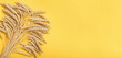 Ripe wheat on yellow paper background. Harvest time. Spike of wheat close up. Minimal flat lay with natural ears. Banner for website.