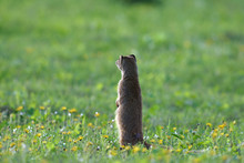 Meerkat Standing On Grassy Field