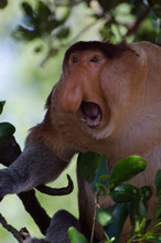 Proboscis Monkey Shouting On Tree