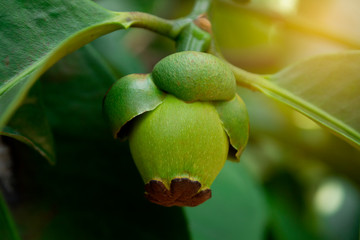 Wall Mural - Green fruit mangosteen on a branch.