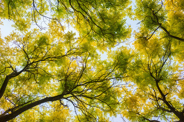 Wall Mural - the shade of a tree image, a leafy shade