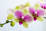 Fototapeta Storczyk - The branch with two inflorescences green-purple orchid 