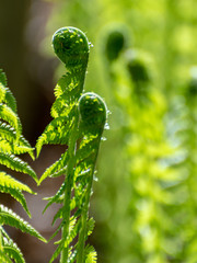 bright ferns on a background of swampy soil