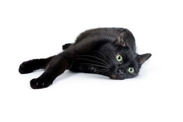 Wall Mural - The black cat lies on its side on a white background stretching out its paws. Portrait of a young black cat isolated on white background