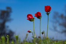 Israel South  11.2.2020  Red Anemone Coronaria Flower  "kalanit" During The "darom Adom" Festival