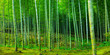 Bamboo forest of Arashiyama near Kyoto, Japan