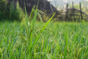 beautiful fresh green rice plant with dewdrops in an organic agricultural field of India, Asia  