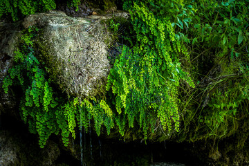 Large stone covered with a lot of moss