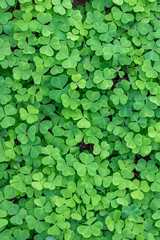 Wall Mural - texture of green shamrock close up , clover backdrop macro , fresh grass trefoil background