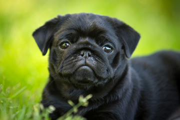 portrait of a Cute Black pug puppy in  green summer grass