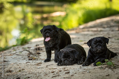black pug puppies