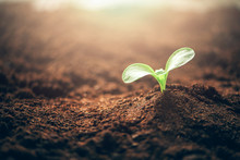 Young Sprouts, Seedlings Growing. New Life Concept. Green Plant Growing In Good Soil. Banner With Copy Space. Agriculture, Organic Gardening, Planting Or Ecology Concept.
