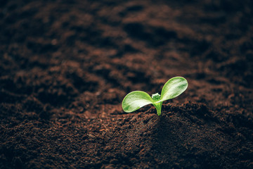 Green plant growing in good soil. Banner with copy space. Agriculture, organic gardening, planting or ecology concept. Young sprouts, seedlings growing. New life concept