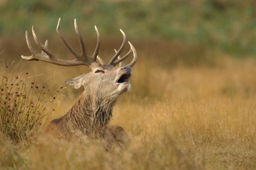 red deer cervus elaphus in autumn colours