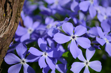 Creeping Phlox (Phlox Subulata), Also Known As The Moss Phlox. Blue Flowering Plant, Beautiful Background For A Postcard.