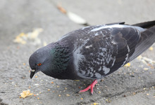 Fat Gray Urban Pigeon While Eating Crumbs In The Town Square
