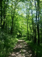  forest road trough the green forest in summer day