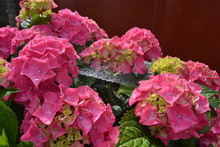 Close-up Of Wet Pink Flowers Blooming Outdoors