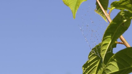 Wall Mural - spider web with dew swaying in the wind on a apple tree in spring time. macro close up shot.