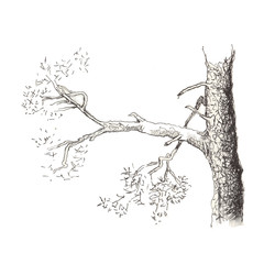 Sketch of a pine tree.Tree branch. Hand drawn sketch style illustration. Isolated on white background.