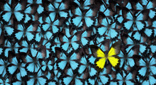 Standing Out From The Crowd Concept. High Angle View Of A Yellow Butterfly Over Many Blue Ones With Copy Space