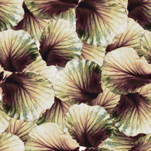 Pretty Pink And Cream Colored Cabbage Leaves Seamless Pattern