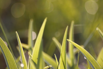 Grass field wallpaper in sunny morning