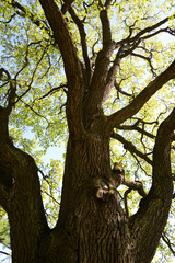 Wall Mural - Old oak tree.