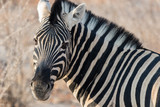 Fototapeta Konie - Closeup portrait of striped zebra with smart big black eyes on African savanna chewing a dry bush. Safari in Namibia.