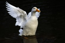 White Duck Flapping Wings In River